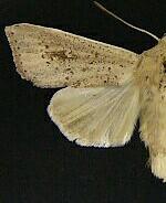 Leucania pilipalpis