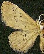 Sigela basipunctaria