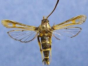 Synanthedon arkansasensis