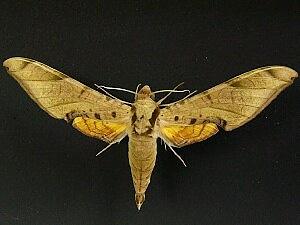 Protambulyx strigilis