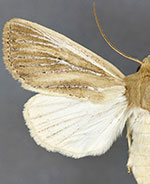 Apamea lintneri