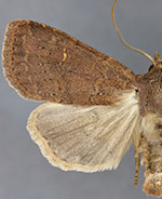 Arundinariaphila hayesi