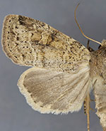 Arundinariaphila hayesi