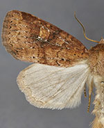 Cherokeea slotteni