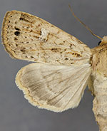 Cherokeea gabrielleae