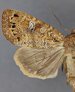 Cherokeea odonnellae