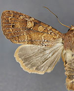 Cherokeea odonnellae
