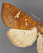 Papaipema sullivani
