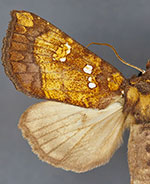 Papaipema araliae