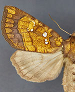 Papaipema araliae