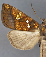 Papaipema rubiginosa