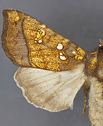 Papaipema rubiginosa