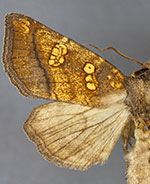 Papaipema sauzalitae