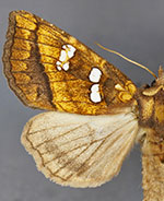 Papaipema hesseli