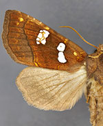 Papaipema hesseli
