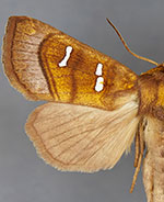Papaipema stenocelis