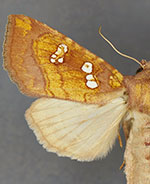 Papaipema limata