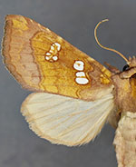 Papaipema limata