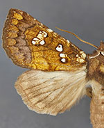 Papaipema albimontana