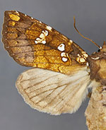 Papaipema albimontana