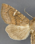 Papaipema blackorum