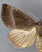Papaipema duplicata