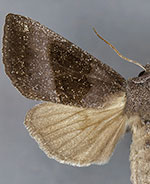 Papaipema duplicata