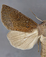 Papaipema beeriana
