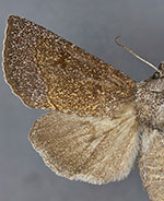 Papaipema beeriana