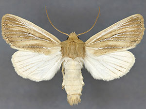 Apamea lintneri