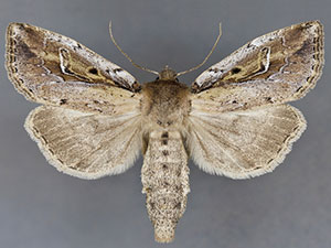 Franclemontia interrogans