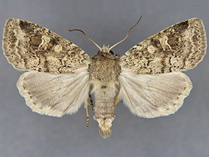 Arundinariaphila hayesi