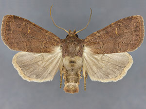 Arundinariaphila hayesi