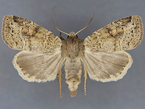 Arundinariaphila hayesi