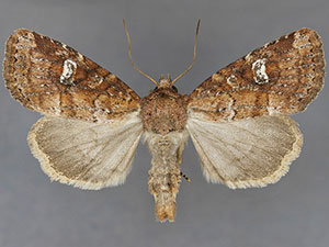 Cherokeea slotteni
