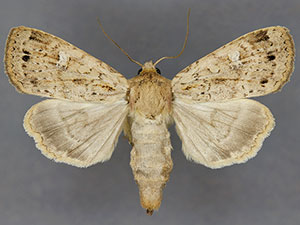 Cherokeea gabrielleae