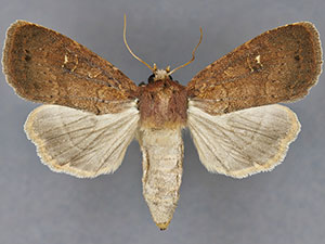 Cherokeea gabrielleae