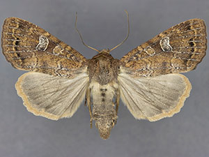 Cherokeea odonnellae