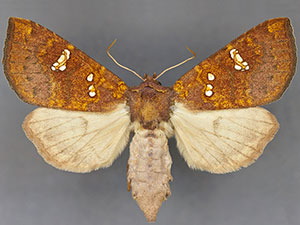 Papaipema sullivani