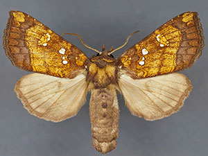 Papaipema araliae