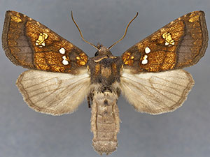 Papaipema rubiginosa