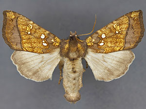 Papaipema rubiginosa