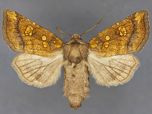 Papaipema sauzalitae