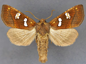Papaipema hesseli