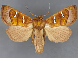 Papaipema stenocelis