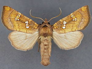 Papaipema depictata