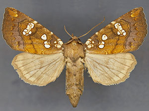 Papaipema birdi