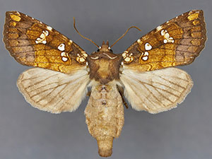 Papaipema albimontana