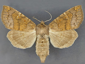 Papaipema blackorum