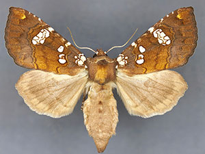 Papaipema marginidens